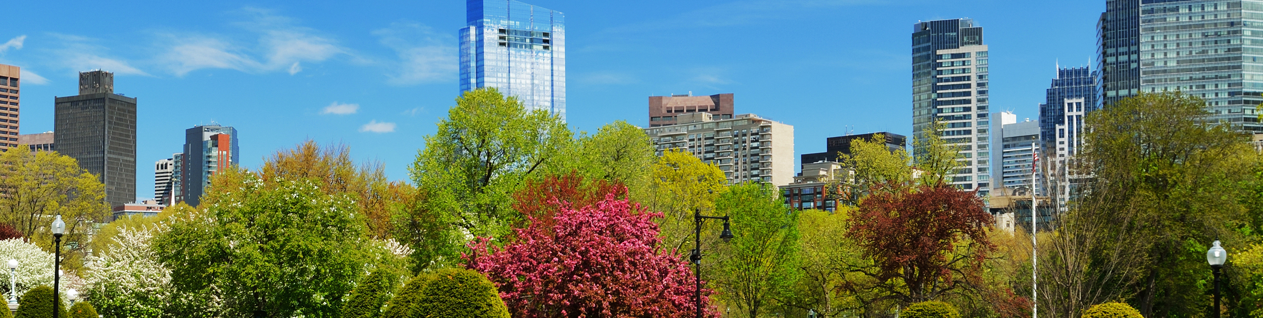 Boston skyline shown above beautiful Spring bushes