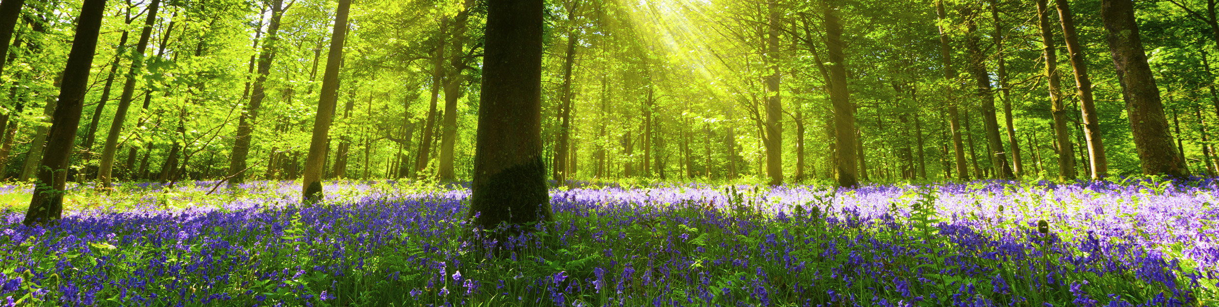 Summer image