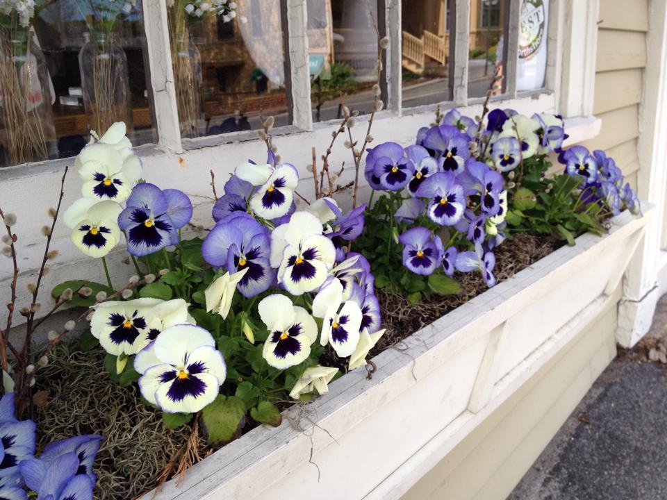ManchesterPansies.jpg