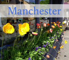 Manchester Tulips