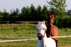 two horses on a farm