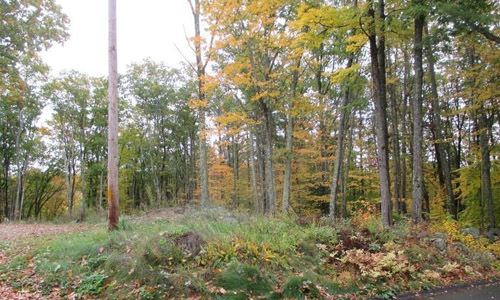 an empty wooded lot in Autumn with leaves on the ground