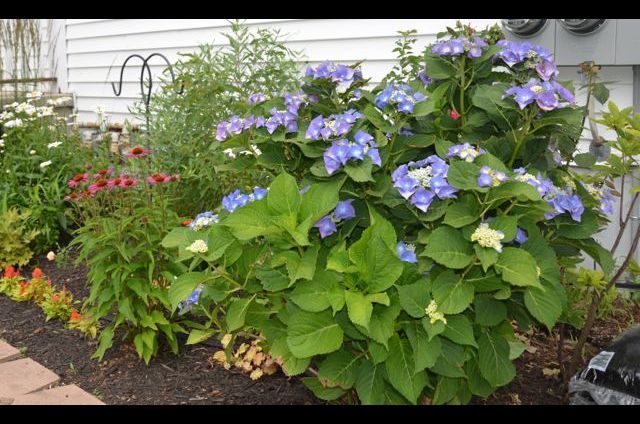hazenesizegardwn(auto-resized from 640x424)