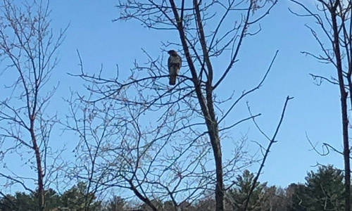 Riverfront home for sale in Merrimac, bird on tree shown