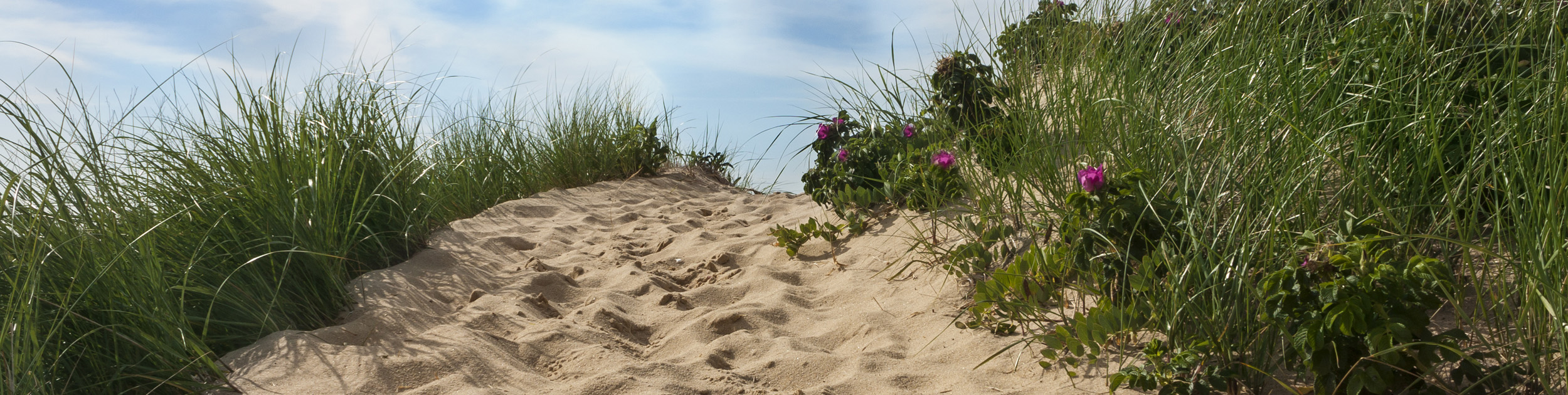 sandy beach path with beach grass on each side