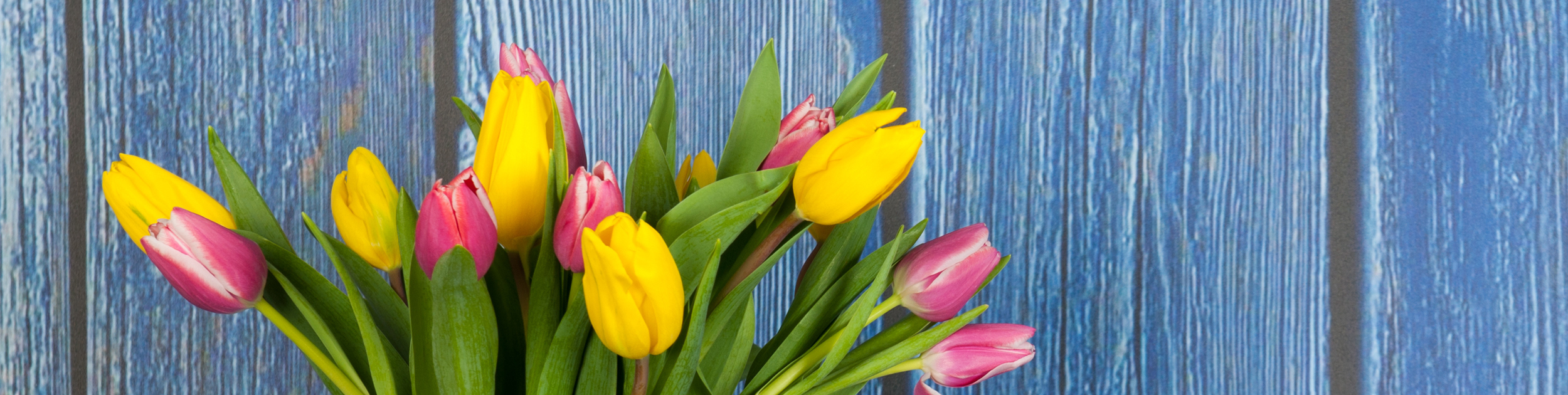 beautiful multi colored tulips on blue wooden background