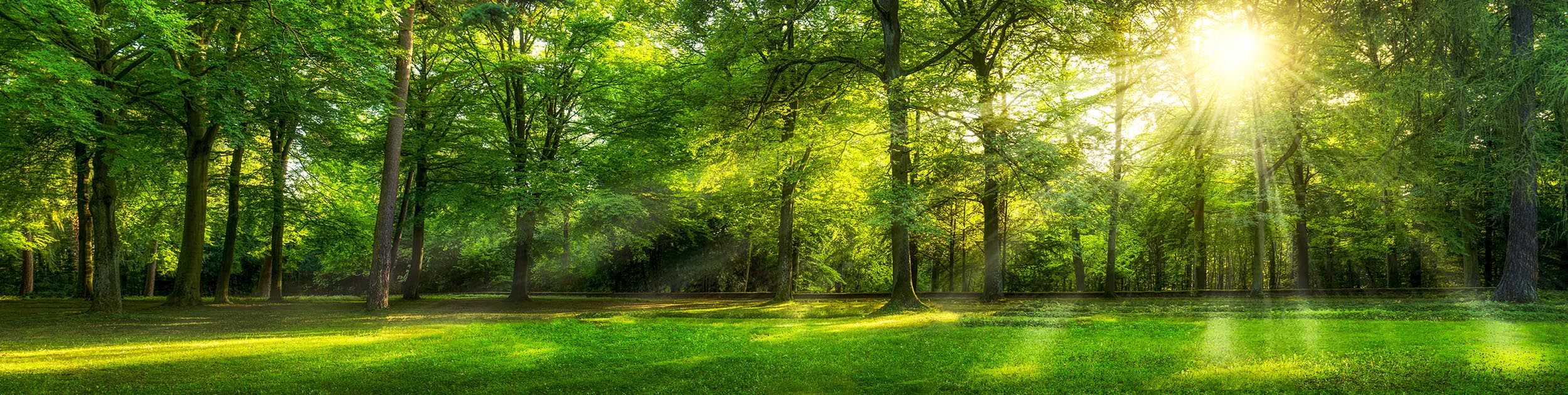 green grass and sunlit trees