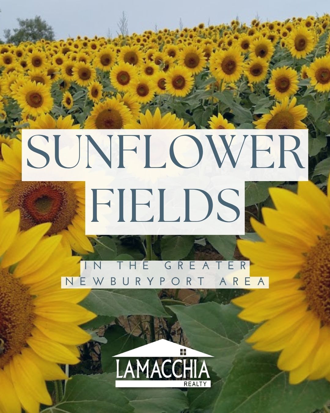 Sunflower Fields on the North Shore