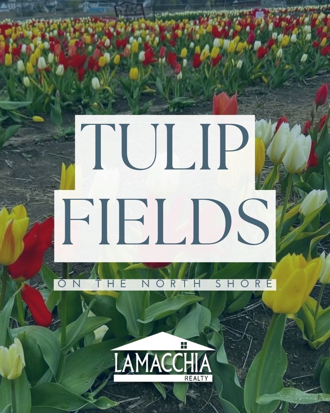 Tulip Fields on the North Shore